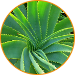 Aloe Vera