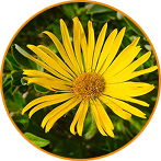 Arnica